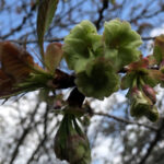 境内の植栽の様子(御衣黄桜の淡い緑色がとても綺麗です)