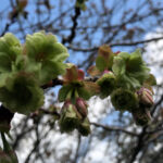 境内の植栽の様子(御衣黄桜の淡い緑色がとても綺麗です)