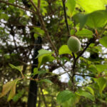 境内の植栽の様子(今年も梅の実がたくさん実ってます)