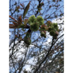 境内の植栽の様子(御衣黄桜の淡い緑色がとても綺麗です)