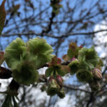 境内の植栽の様子(御衣黄桜の淡い緑色がとても綺麗です)