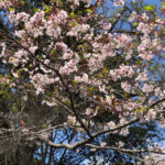 境内の植栽の様子(満開の桜がとても綺麗です)