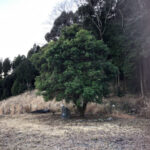 ヤマモモの木の様子