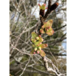 境内の植栽の様子