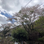 境内の植栽の様子