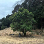 ヤマモモの木の様子