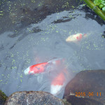 涅槃池の鯉たち