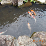 涅槃池の鯉たちの様子