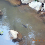 大池の鯉