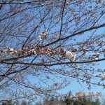 境内の植栽(桜)