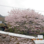 境内の植栽(桜)