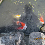 涅槃池の鯉たち