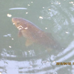 ホタル池の鯉