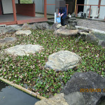 涅槃池周辺の清掃
