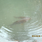 ホタル池の鯉