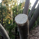 グミの木の保護