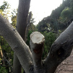 グミの木の保護