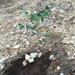 センダンの木を移植