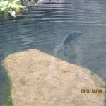 大池の鯉