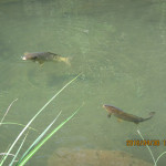 ホタル池の鯉たちの様子