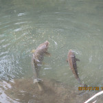 ホタル池の鯉たち