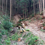 林道のための間伐