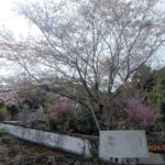 境内の植栽(桜)の様子