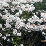 境内の植栽(桜)の様子