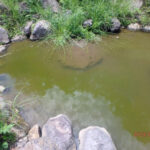 大池の様子(水量が少なく池の水が循環されず、濁ってきています)