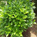 境内の植栽の様子