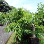 境内の植栽の様子