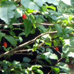 境内の植栽の様子