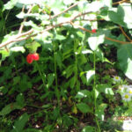 境内の植栽の様子