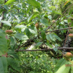 境内の植栽の様子