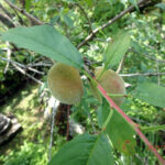 境内の植栽の様子