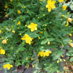 境内の植栽の様子