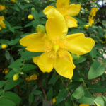 境内の植栽の様子