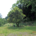 ヤマモモの木の様子