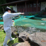 涅槃池の様子(鯉たちは元気に餌を食べています)