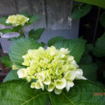 境内の植栽の様子