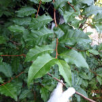 境内の植栽の様子