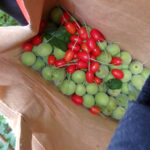 境内の植栽の様子