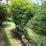 境内の植栽の様子