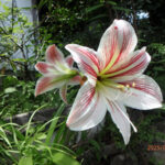 境内の植栽の様子