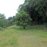 ヤマモモの木の様子