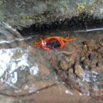 大池の様子(サワガニがいます)