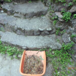 境内の様子(清掃中)