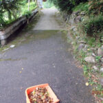 境内の様子(清掃中)