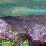 涅槃池の様子(鯉たちは元気です)