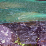 涅槃池の様子(鯉たちは元気です)